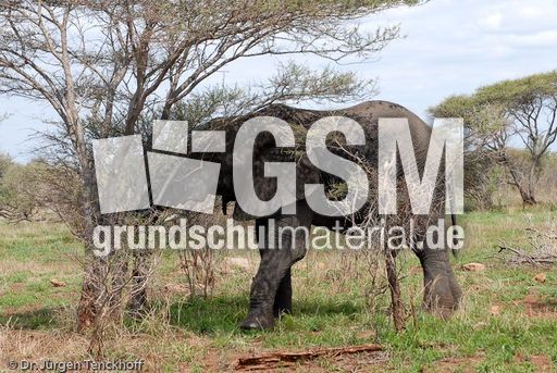 Afrikanischer Elefant (21 von 131).jpg